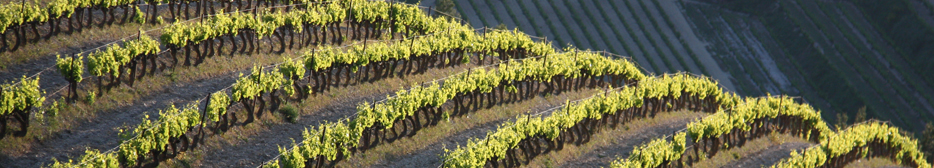 Dentelles de Montmirail