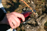 Taille vignes Gigondas