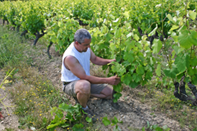 Vendanges Gigondas